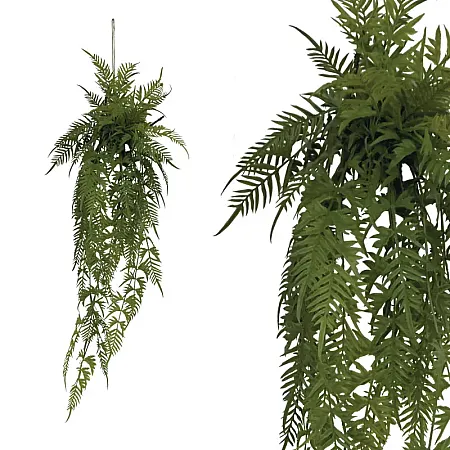 ΡΙΖΑ ΚΡΕΜΑΣΤΗ ΦΤΕΡΗ ΣΕ ΚΟΡΜΟ ΜΕ ΒΡΥΑ - Y142cm 24/KIB